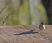 Chipping Sparrow